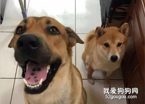 預感圣誕樹會被狗狗拿來尿尿，網友提前設好結界，機智得不行！