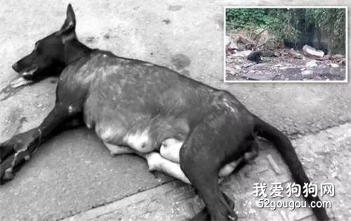 狗媽媽外出覓食遭車撞，為回去給孩子喂奶，它拖行重傷身體超800米