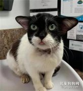 救助了一只流浪小狗，帶去醫院，獸醫：這是貓！