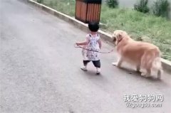 小主人牽著金毛狂奔，身后家人很無語，下一秒金毛的機靈讓人稱贊