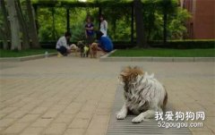 小區業主們帶著狗狗在聊天，路人拍下一組照片讓人心酸...