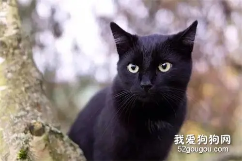黑猫是一种邪物，不能养！