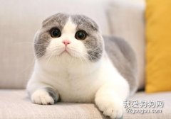 小貓咪平常可以吃雞肉嗎?