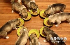 狗狗用餐順序的訓練方法