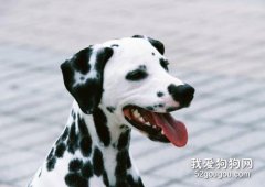怎樣判斷過敏性皮炎和溢脂性皮炎？