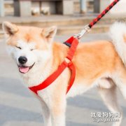 如何正確使用狗狗牽引繩？