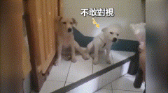 狗子被質問誰咬爛信，兇手汪后腿狂踹隔壁汪：你快承認啊！?