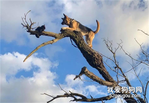 德牧追貓咪卻被困在7米高樹上瑟瑟發抖...這次丟狗丟大了...
