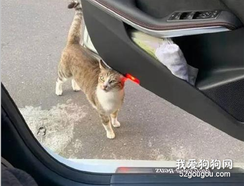 開著車門，沒多久居然跑來一只大膽的貓，一點都不怕生！