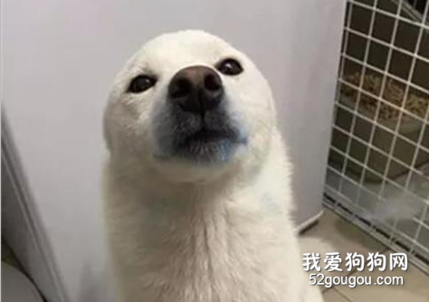 阿柴偷咬圓珠筆墨水灑一地，爸爸剛準備罵，它秒變海豹！