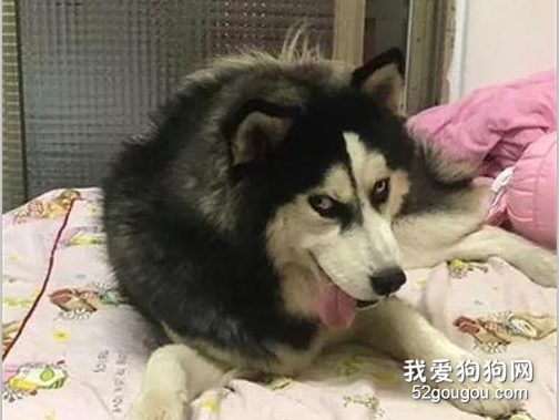 二哈偷吃一整瓶凡士林，被質問還裝傻，第二天...它更嗨了！