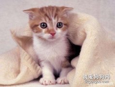 貓瘟是通過什么方式傳染給別的貓？