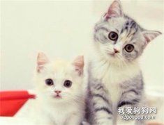 貓接種疫苗后的幾個注意事項