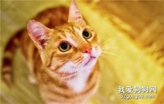 貓咪拉肚子是怎么回事 在家應如何護理？