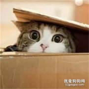 貓咪為什么喜歡鉆盒子 祖先的遺傳因素造成的