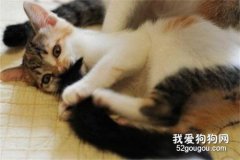 貓為什么喜歡追尾巴 可能就是把自己當玩具了