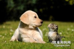為什么貓沒有狗忠誠 現在這種說法你竟然也信？