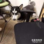 網友沉迷游戲忘了帶二哈出門，沒想到狗子這樣報復他，太慘了！