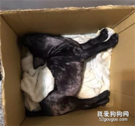 黑狗充當店小二，上班時間卻找客人要肉肉，主人都尷尬！