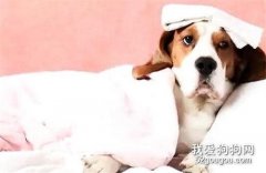 狗狗吃了洋蔥后的癥狀 狗狗為什么吃了洋蔥會尿血？