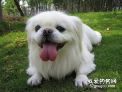 狗狗獨自在家一直叫怎么辦 你需要教它如何獨處