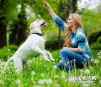 打狗狗不能打哪里 這幾個地方可是禁區！