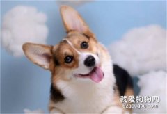 柯基喜歡主人的表現 這幾種表現你有中嗎？