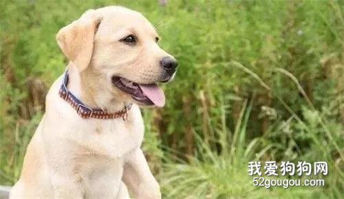 因抑郁癥去世的明星，如果養條狗結局會不會不一樣呢？