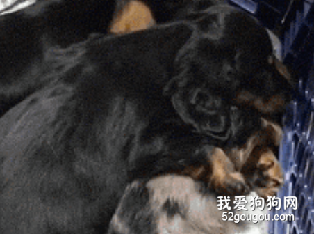狗狗做噩夢一直發抖，它的朋友竟然...暖哭了