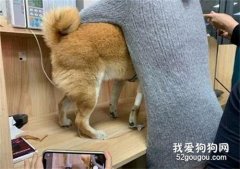 柴犬到醫院打針，竟然嚇到腳尖都立起來了，醫生：這是有多怕呀！
