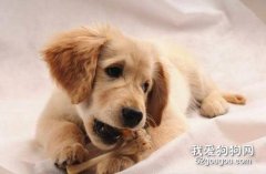狗狗誤食樟腦丸會中毒嗎？