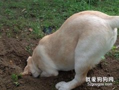 狗狗為什么經常在地上刨來刨去？