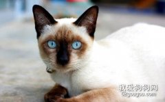 暹羅貓尿血是怎么回事 尿血真的需要及時治療