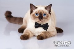 暹羅貓怎么養 飼養暹羅貓需要認真、仔細！