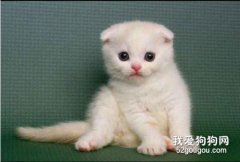 貓驅完蟲拉稀正常嗎？ 可能是喂養問題