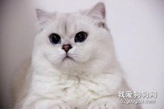 英短發腮期是什么時候 貓咪怎么樣才容易發腮