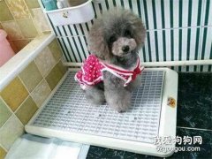怎么訓練狗狗定點上廁所 適用于99%的狗狗！