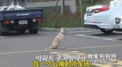 被遺棄的流浪狗遇到新主人之后，卻從來都沒有回過家...