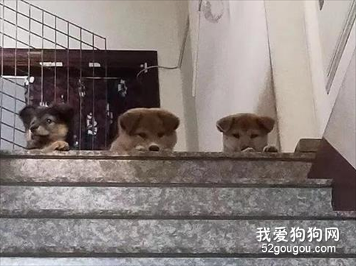 救了四只小流浪狗，卻只帶一只去散步，回家后就看到三張哀怨臉！