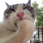想拍下貓咪舔毛瞬間，結果鏡頭差點嚇碎了...太TM丑了...