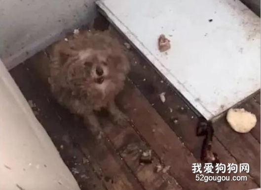 渾身屎尿，臭氣熏天，貴賓犬被囚禁一年終于迎來新生