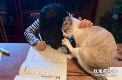 喵老師輔導作業還“獻身”：遇到難題了？來吸我吧！