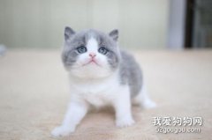 英國短毛貓是短鼻貓嗎?