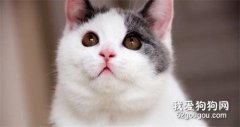英國短毛貓愛吃什么 當然是魚肉了！