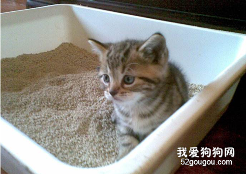 如何训练猫咪使用猫砂盆