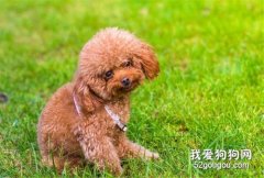 狗狗臉腫脹怎么辦？先弄清楚原因才能對癥下藥！