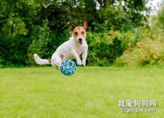 怎么才能訓練狗狗撿球，狗狗撿球訓練方法！
