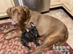 好友看完獸醫沒回來，狗狗皺眉擔憂了整夜：你一定不要有事！