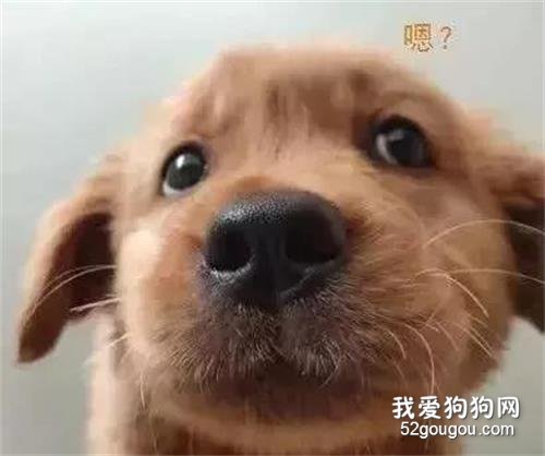 養了只小金毛后，女孩每天都在驚嚇中醒來