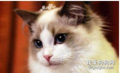 貓結膜炎癥狀 貓患了結膜炎怎么辦呢